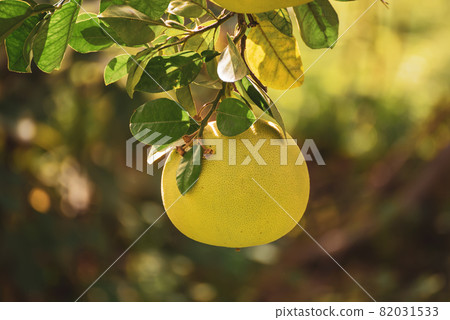 Pomelo fruit in garden 82031533