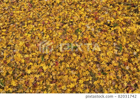 Fallen leaves of maple with yellow leaves Fallen leaves of maple with yellow leaves 82031742