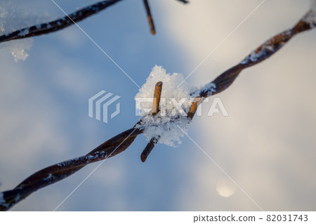 barbed wire in the snowy meadows 82031743