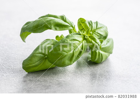 Fresh green basil leaves. Fresh green basil leaves. 82031988
