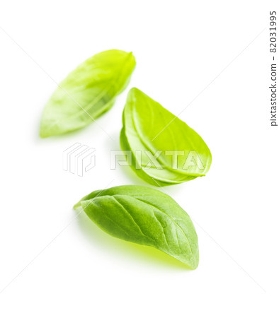 Fresh green basil leaves. Fresh green basil leaves. 82031995