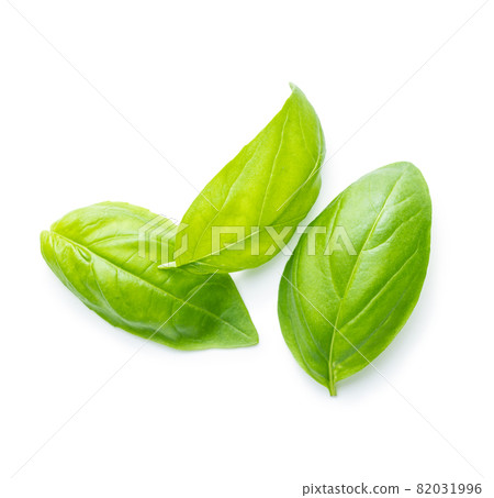 Fresh green basil leaves. Fresh green basil leaves. 82031996