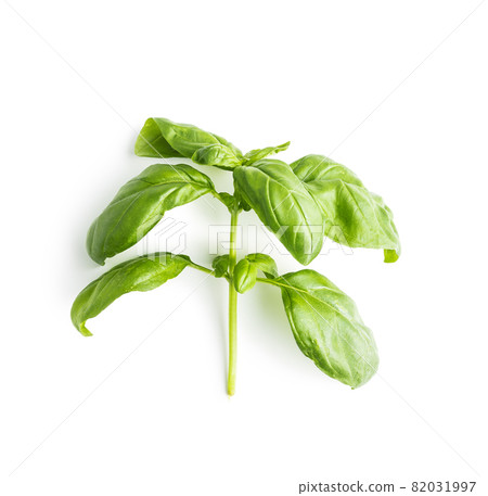 Fresh green basil leaves. 82031997