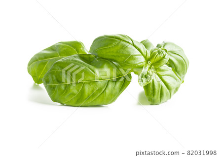 Fresh green basil leaves. Fresh green basil leaves. 82031998
