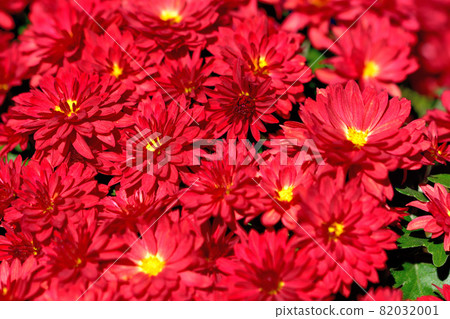 Zaru菊花,秋天盛開的花朵的代表 Zaru菊花,秋天盛開的花朵的代表 82032001