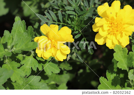 Marigold yellow flowers blooming in the autumn garden 82032162