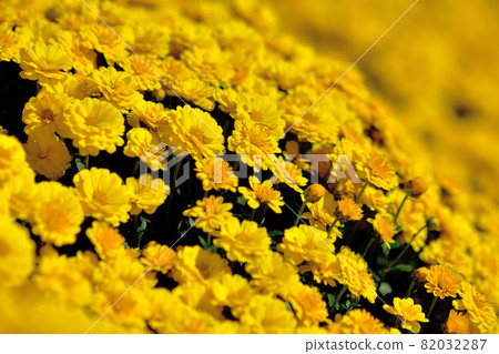 Zaru chrysanthemum, the representative of flowers that bloom in autumn 82032287