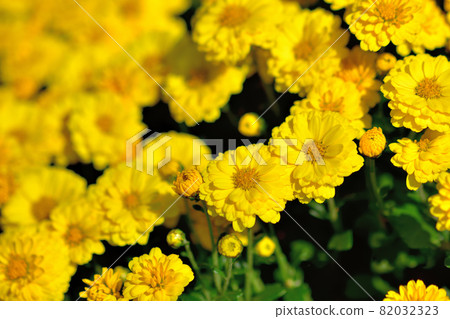 Zaru chrysanthemum, the representative of flowers that bloom in autumn Zaru chrysanthemum, the representative of flowers that bloom in autumn 82032323