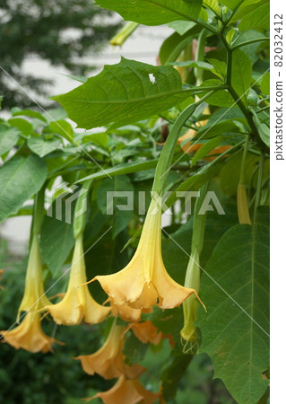 Yellow flowers of Datura [green background] 82032412