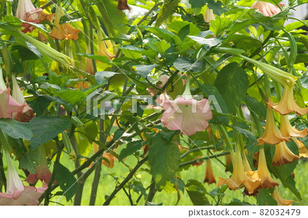 曼陀羅紅花【綠底】 曼陀羅紅花【綠底】 82032479