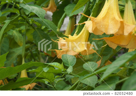 曼陀羅黃花【綠底】 曼陀羅黃花【綠底】 82032480