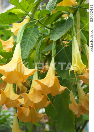 曼陀羅黃花【綠底】 曼陀羅黃花【綠底】 82032481