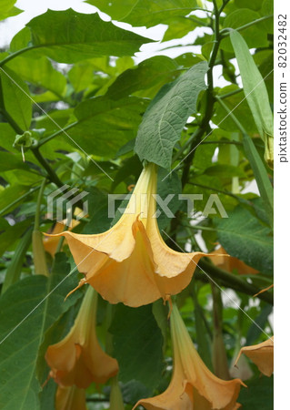 曼陀羅黃花【綠底】 曼陀羅黃花【綠底】 82032482