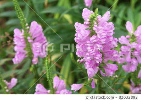 Purple flower of Hanatranoo [green background] 82032892