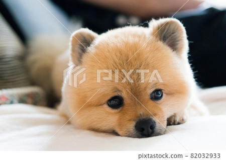 <快樂的朋友>博美犬豆柴切 82032933