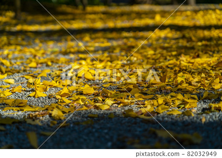 [Kanagawa Prefecture] Ginkgo trees scattered in the precincts of Jochiji Temple 82032949