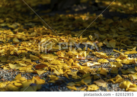 [Kanagawa Prefecture] Ginkgo trees scattered in the precincts of Jochiji Temple 82032955
