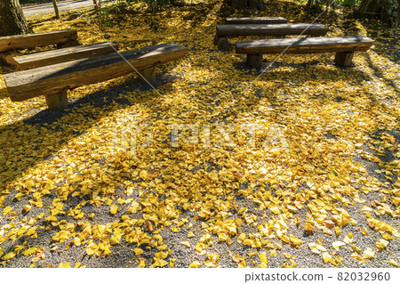 [Kanagawa Prefecture] Ginkgo trees scattered in the precincts of Jochiji Temple 82032960