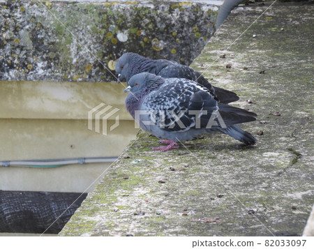 Pigeons 82033097