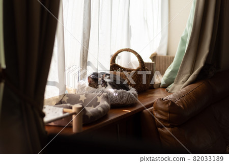 Cat on the windowsill cat 82033189