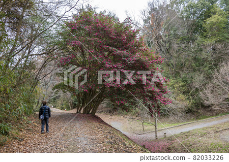 Autumn Muroike Garden Sasanqua 82033226