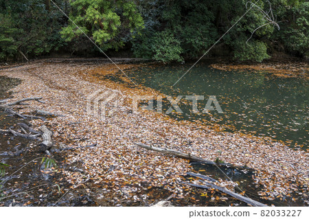 Autumn muroike garden 82033227