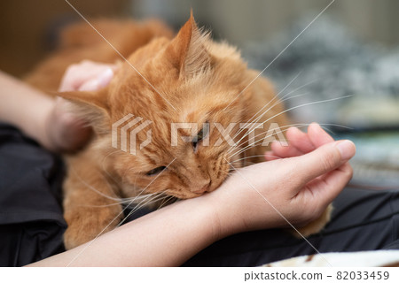 I like cats, tea tabby cats 82033459