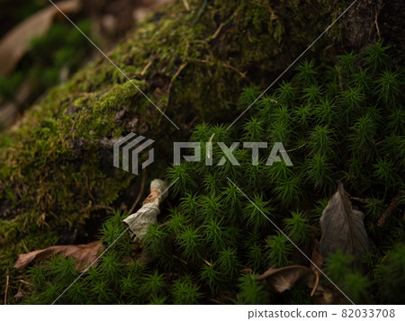 Cedars Cedars 82033708
