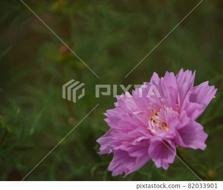 Cosmos 82033901