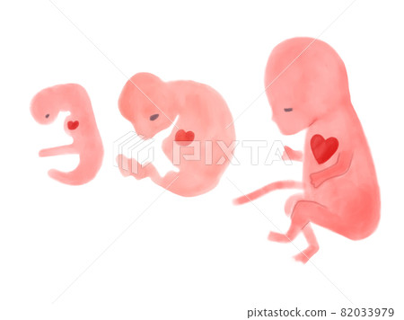 Watercolor illustration of baby's growth process in early pregnancy 82033979