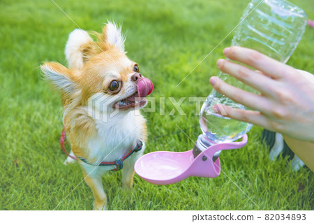 Dog drinking water / pet water bottle 82034893