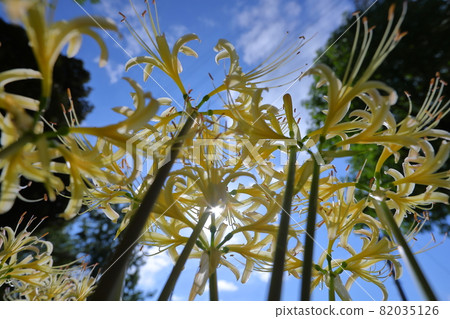 Shimoyatsubayashi, Kawajima-cho, Hiki-gun, Saitama Prefecture White spider lily in Heiseinomori Park 82035126