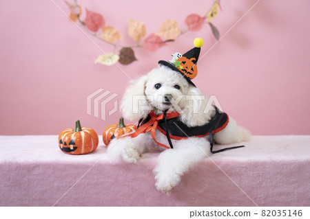 toy poodle halloween costume