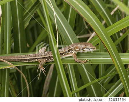 Japanese kana snake on the grass 82035564