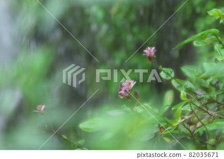 小杜鵑花柔焦【綠色背景】 82035671