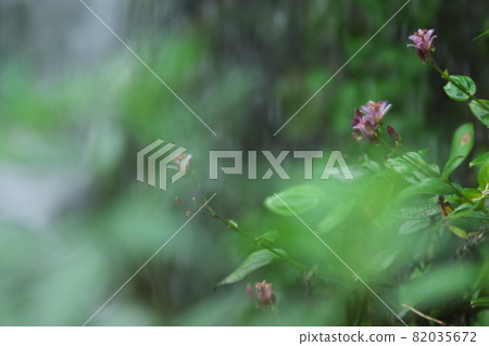 小杜鵑花柔焦【綠色背景】 82035672