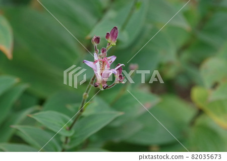 Lesser cuckoo flower [green background] 82035673