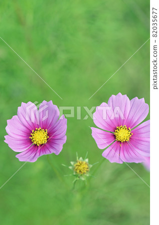 【秋景、波斯菊】秋意 82035677