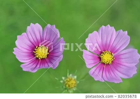 【秋景、波斯菊】秋意 【秋景、波斯菊】秋意 82035678