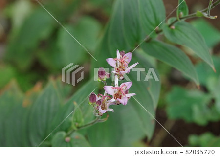 Lesser cuckoo flower [green background] 82035720