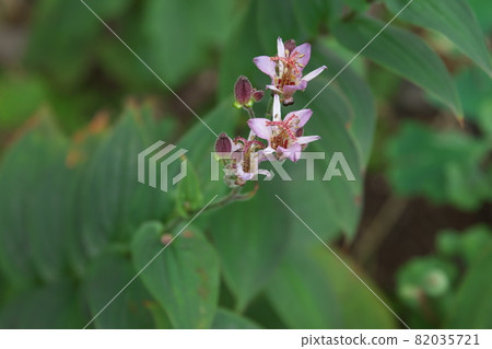 Lesser cuckoo flower [green background] 82035721