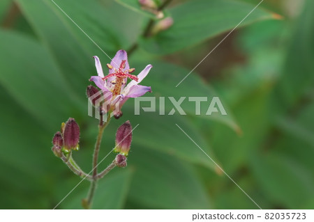 Lesser cuckoo flower [green background] 82035723
