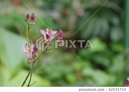 小杜鵑花【綠底】 小杜鵑花【綠底】 82035724