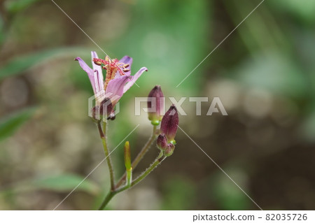 Hototogisu花 Hototogisu花 82035726