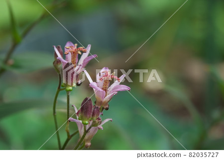 Lesser cuckoo flower [green background] 82035727