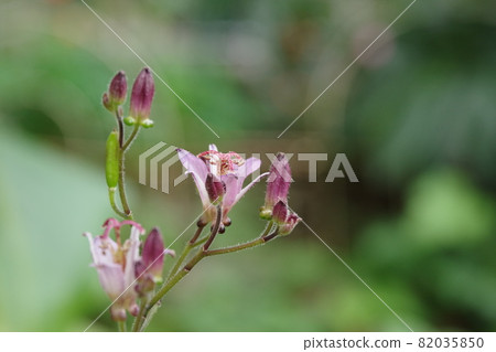 Lesser cuckoo flower [green background] 82035850