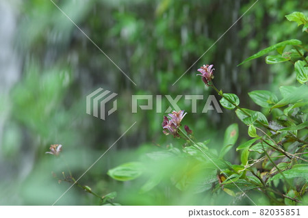 Lesser cuckoo flower [green background] 82035851