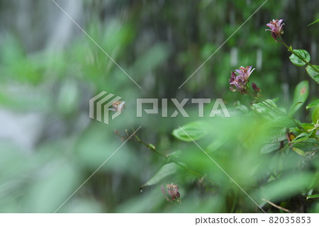 小杜鵑花【綠底】 小杜鵑花【綠底】 82035853