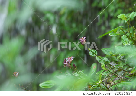 Lesser cuckoo flower [green background] 82035854