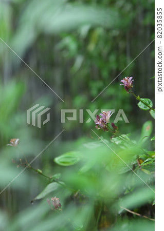 小杜鵑花【綠底】 小杜鵑花【綠底】 82035855